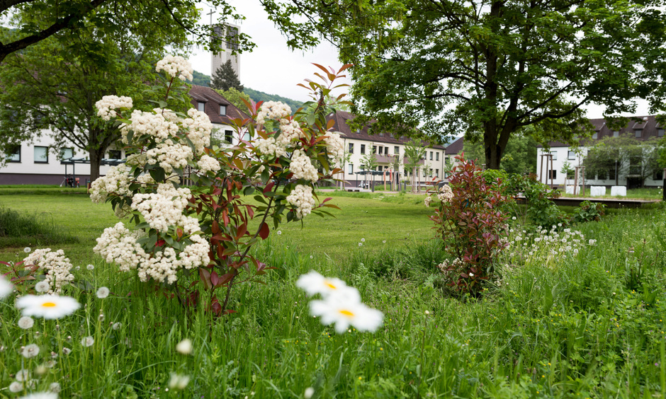 Der andere Park in Heidelberg Der andere Park in Heidelberg, grüne Wiese, weiße Blumen, Bäume
