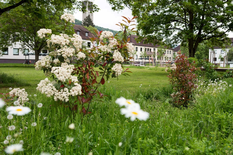 Der andere Park in Heidelberg, grüne Wiese, weiße Blumen, Bäume